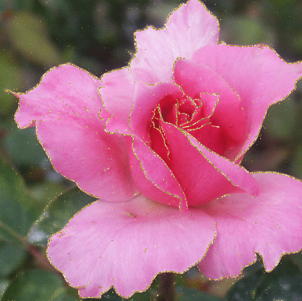 rose05