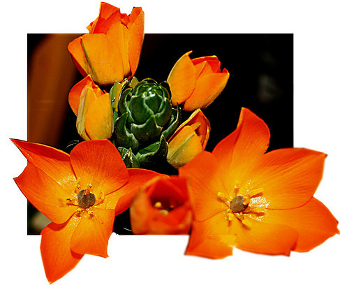 fleurorange07